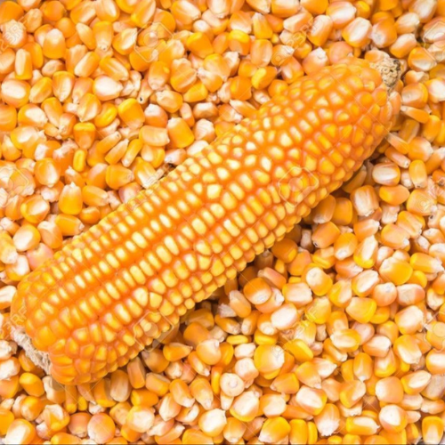 Maize
